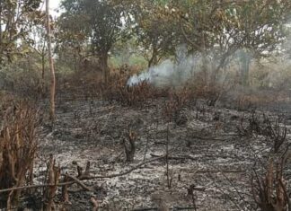 Kataba (Boké): Un incendie d’origine “criminelle” ravage la plantation du journaliste de Thierno Younoussa Bah