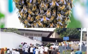 Mamou : des abeilles volent la vedette à la célébration des acquis du CNRD