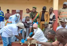 Boké-Elevage: Le Cabinet Phénix Experts lance une campagne de vaccination de 4.500 têtes de petits ruminants