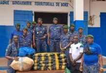 Boké: Saisie de 64 kg du chavre indien par la Compagnie de la Gendarmerie Territoriale