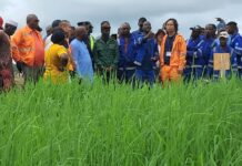 Boké-Agriculture: Le Consortium SMB-Winning présente son champ d’expérimentation agricole aux autorités et aux communautés de Kaboyé