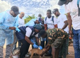 Boké-Santé: La DPA-E lance la vaccination gratuite des chiens contre la rage