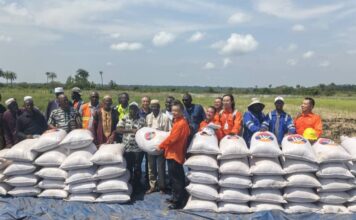 Boké-Agriculture: Le Consortium SMB-Winning célèbre la réussite de la culture du riz de 100ha sur la plaine agricole d’Amarayah