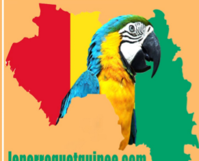 Journée internationale des droits des femmes : leperroquetguinee.com adresse ses vœux aux femmes de Guinée et du monde