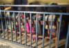 Conakry : plusieurs enfants interpellés lors d’une opération nocturne contre le phénomène des mineurs dans la rue