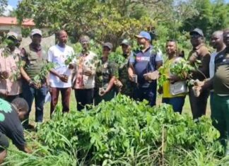 Boké : la Direction préfectorale de l’Environnement lance une vaste campagne de reboisement de 10 000 plants le long des rives du fleuve Rio Nuñez